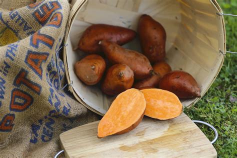 evangeline sweet potato slips|covington vs beauregard sweet potatoes.